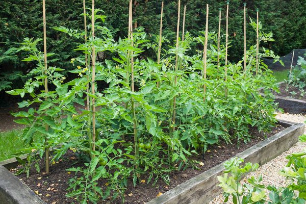Tomato plants growing outdoors in a garden in England, UK