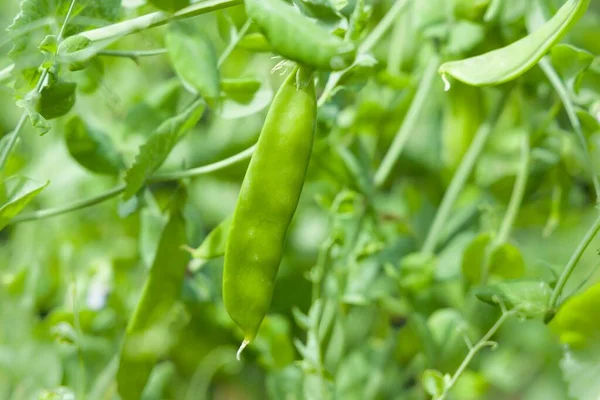 Mangetout, Chinese snow peas, pea Carouby de Maussane or mange tout growing in a garden, UK