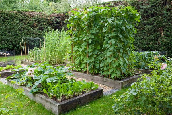 Vegetable patch with raised beds in a large English garden, UK