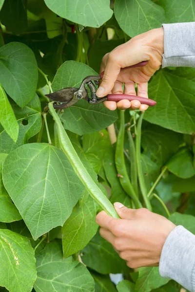 Person Picking Runner Beans Secateurs Runner Bean Plant Growing Garden — Stock Photo, Image