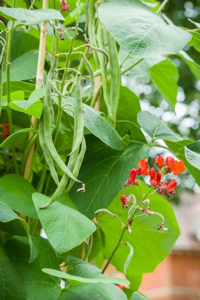 Pianta Fagioli Rampicante Phaseolus Coccineus Che Cresce Con Fagioli Fiori — Foto Stock