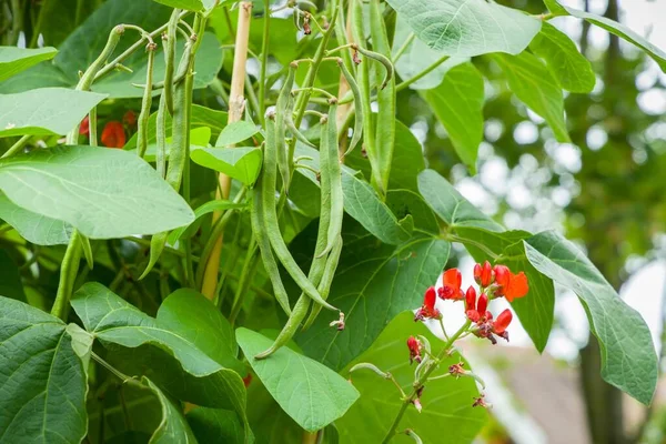 Runner Beans Phaseolus Coccineus Wächst Auf Einer Pflanze Einem Gemüsebeet — Stockfoto