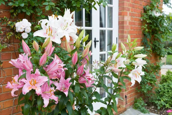 Orientalische Lilien Lilienblütenrand Einem Englischen Garten Großbritannien — Stockfoto