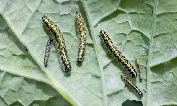 Group Large Cabbage White Butterfly Caterpillars Pieris Brassicae Kohl Rabi — Stock Photo, Image