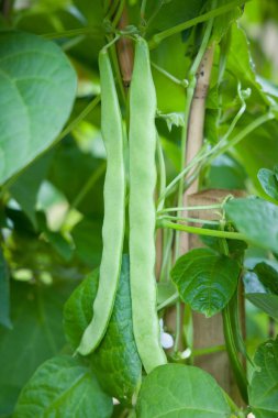 Bir bitkide yetişen Fransız fasulye avcısı (phaseolus vulgaris), hasat için hazır olan sıradan fasulye hasadı, İngiltere
