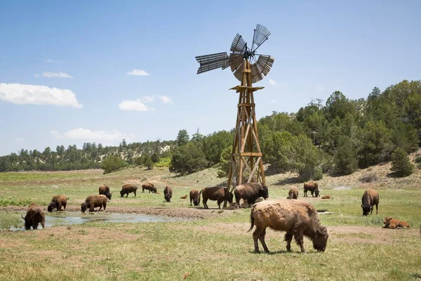 バッファローの群れ アメリカのユタ州の農場でのアメリカのバイソン 木製の風車で — ストック写真