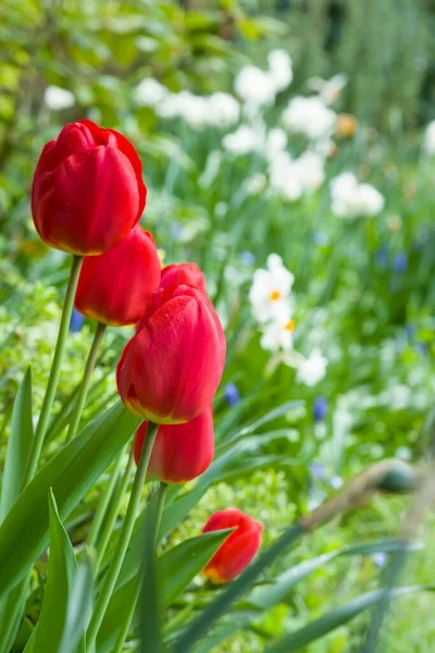 Tulipanes Tulipa Flores Narciso Macizo Flores Jardín Reino Unido — Foto de Stock