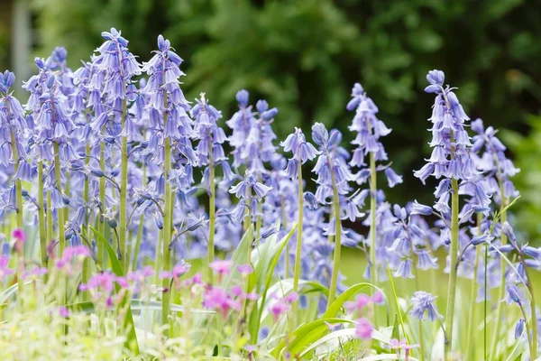 Bluebells Spanische Blauglocken Hyacinthoides Hispanica Blüten Die Einem Frühlingsgarten Großbritannien — Stockfoto