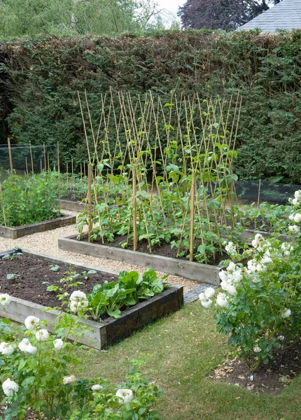 Gemüsebeet Selbst Angebautes Selbst Angebautes Gemüse Das Frühjahr Einem Britischen — Stockfoto