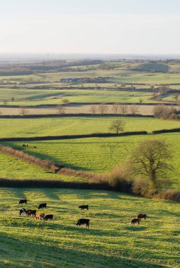 İngiltere 'nin kırsal kesiminde sığır yetiştiriciliği, Aylesbury Vale, Buckinghamshire, İngiltere' de tarlaları ve çitleri olan tarım arazileri.