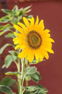 Ayçiçeği devi, tek bir çiçek başı İngiltere 'nin bir bahçesinde, bir tencerede büyüyor.