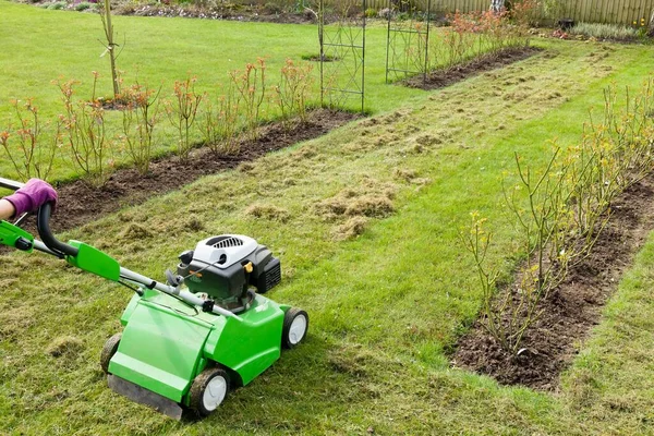 Mujer Escarificando Césped Jardín Con Escarificador Escarificación Césped Trabajo Mantenimiento —  Fotos de Stock