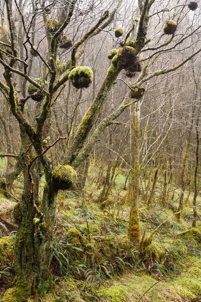 Birds Nests Bird Nest Long Tailed Tit Aegithalos Caudatus Tree — Foto de Stock