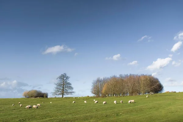 Die Britische Landwirtschaft Die Farmszene Schafe Auf Dem Feld Winter — Stockfoto