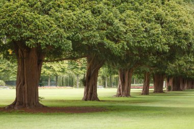 İngiliz parkında ya da bahçesinde sıra sıra ağaçlar. Hampton Court Palace Gardens, Londra, İngiltere