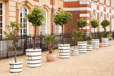 Londra, İngiltere - 22 Temmuz 2011. Sitrik meyve (limon) ağaçları, Hampton Court Palace Gardens 'daki konteynırlarda standart ağaçlar