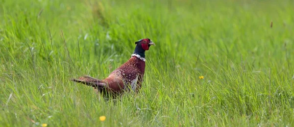 Faisan Commun Mâle Dans Une Prairie Tir Faisan Sur Les — Photo