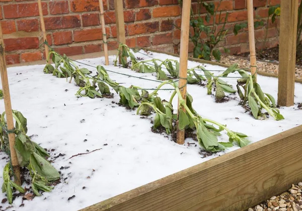 Daños Por Heladas Plantas Vegetales Jardín Heladas Dañadas Verduras Habas —  Fotos de Stock