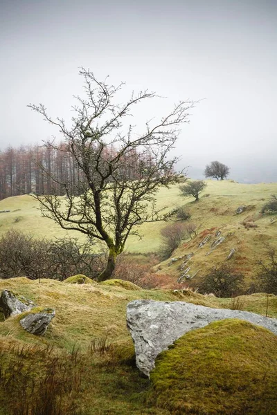 Eenzame Boom Een Heuvel Wales Landschap Gwydyr Forest Park Snowdonia — Stockfoto