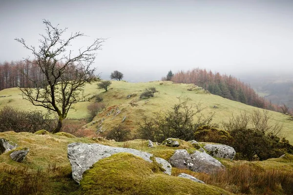 Galler Manzarası Kışın Gwydyr Orman Parkı Snowdonia Galler Ngiltere Stok Resim