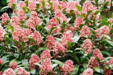 Skimmia