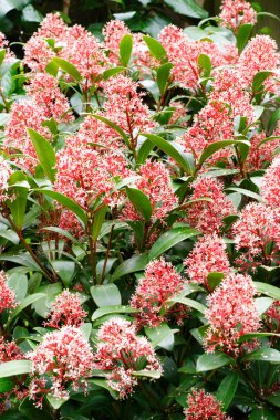 Skimmia