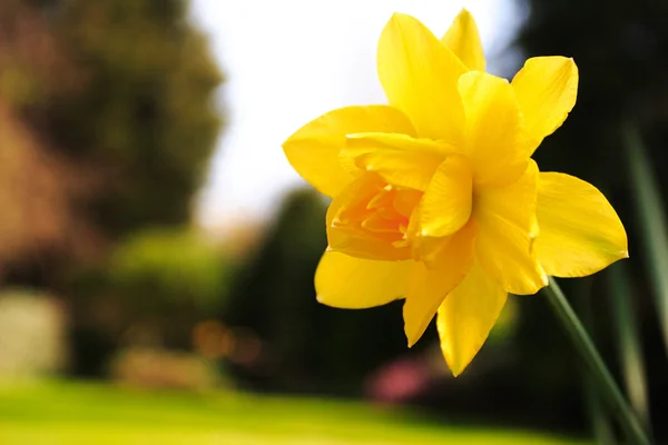 Daffodil in garden — Stock Photo, Image