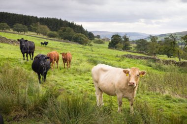 Nidderdale, Yorkshire Dales 'deki bir tepede sığır sürüsü. Kuzey Yorkshire, İngiltere
