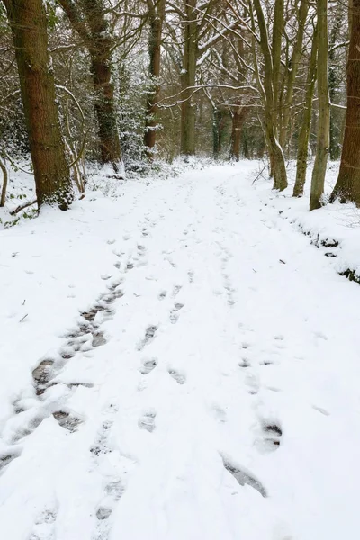 Winter woods — Stock Photo, Image