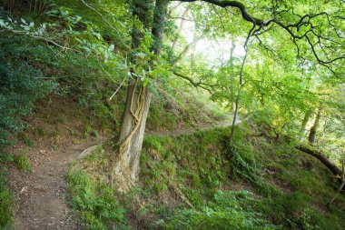 Hackfall Ormanı, Yorkshire Dales, İngiltere 'de dolambaçlı huzurlu bir patika.