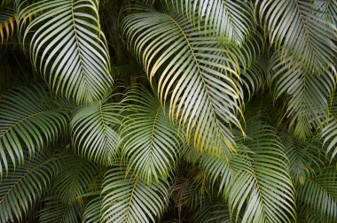 Karanlık tropikal orman palmiye yaprak arka plan
