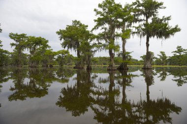 Classic Bayou Swamp Scene of the American South clipart