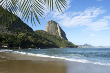 Sugarloaf Mountain Rio Brazil Palm Fronds