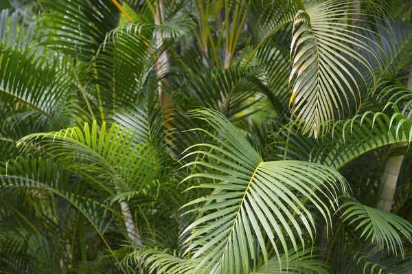 緑の熱帯ヤシの葉状体のジャングル — ストック写真