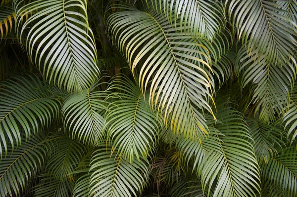 Dark Tropical Jungle Palm Frond Background — Stock Photo, Image