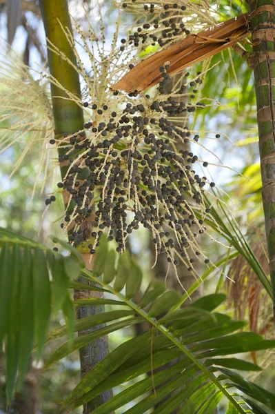 Acai Palm Fruit Tree Close-Up — Stock Fotó