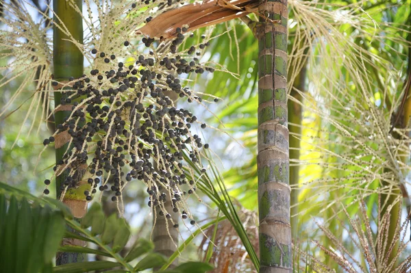 Árbol frutal de palma de Acai de cerca — Foto de Stock