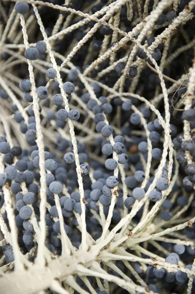 Acai Palm Fruit Tree Branch Close-Up