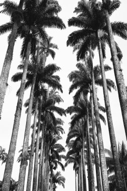 Cadde Royal Palms Botanik Bahçesi