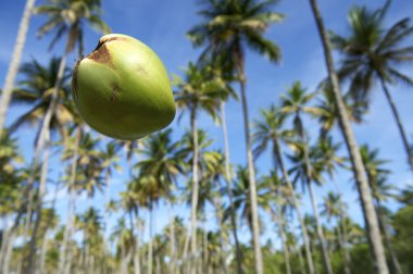 Hindistan cevizi düşen Palm ağaçlar Grove mavi gökyüzü