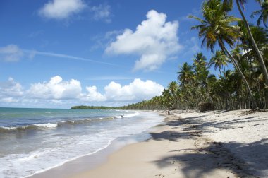 Uzaktan tropik Brezilya Beach Palm ağaçlar