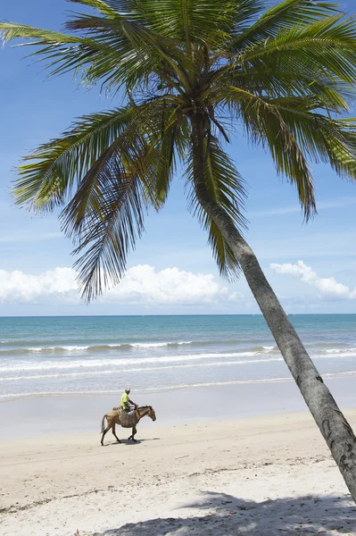 Nordeste Bahia Brazil Beach with Horse and Baskets — 图库照片