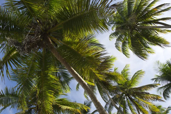 Palmeiras de coco em pé no céu azul — Fotografia de Stock