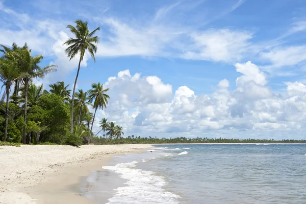 Palm träd Tom tropiska brasilianska beach — Stockfoto
