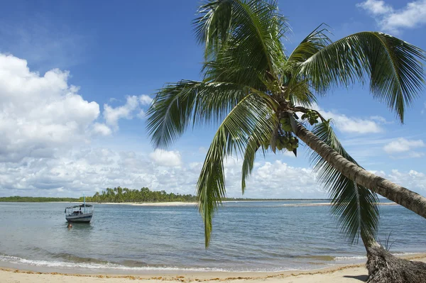 Brazil Beach Palm Tree Nordeste Bahia — Stock Photo, Image