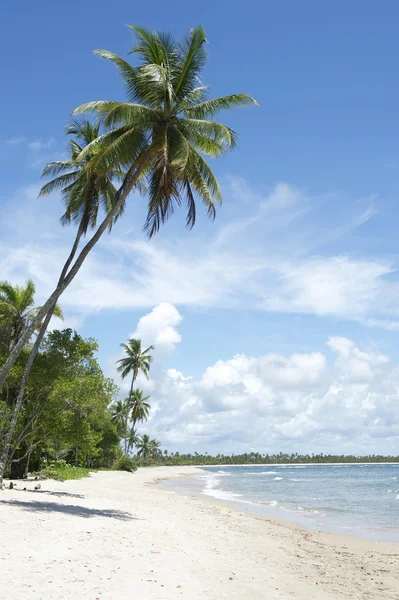 Palm träd tropiska brasilianska beach — Stockfoto