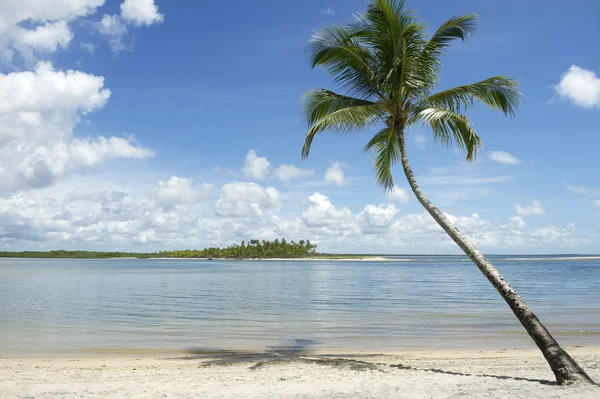Brazil Beach Palm Tree Nordeste Bahia — Stok fotoğraf