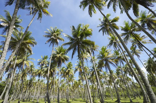 Kokospalmen umhüllen blauen Himmel — Stockfoto