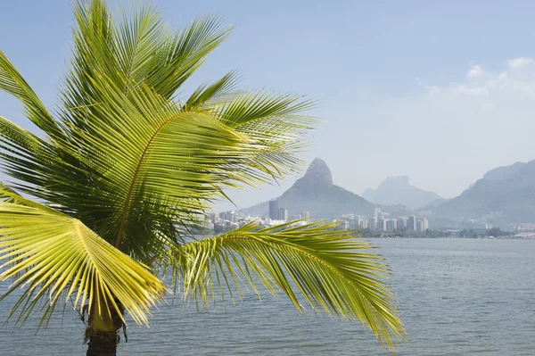 Lagoa Rio de Janeiro Brazilië schilderachtige Skyline Palm Tree — Stockfoto