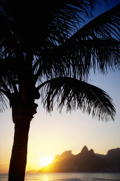 Sonnenuntergang Palme Ipanema Strand Rio zwei Brüder Berg Brasilien — Stockfoto